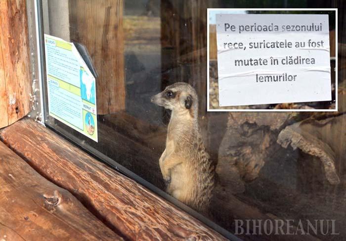 Zoo Oradea s-a (re) deschis! / impresii Grădina Zoologică din Oradea, ORADEA #AmFostAcolo