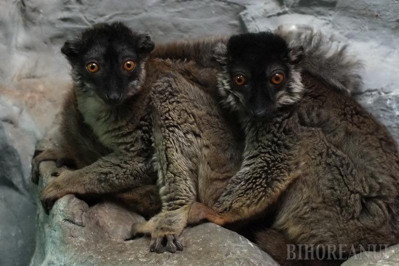 Noi Animale La Zoo Oradea Printre Ele O Specie Rara De Lemuri