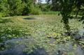 Lac "înviat": Nuferii au înflorit iar pe Ochiul Mare (FOTO)