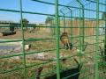 Zoo "pe furate": Modificările repetate aduse proiectului Grădinii Zoologice au întârziat cu două luni termenul de predare