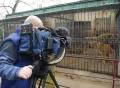 Jurnaliştii BBC, cu camerele pe leii orădeni
