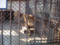 O nouă Zoo: Grădina Zoologică se reclădeşte din temelii