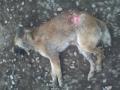 Scandalul maidanezilor ucişi: Procurorii, în anchetă la Adăpostul "Grivei", pentru cruzime împotriva animalelor!