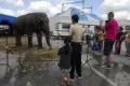 Elefanţii au colindat oraşul, escortaţi de poliţişti (FOTO / VIDEO)