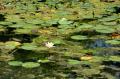 Lac "înviat": Nuferii au înflorit iar pe Ochiul Mare (FOTO)