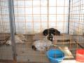 Scandalul maidanezilor ucişi: Procurorii, în anchetă la Adăpostul "Grivei", pentru cruzime împotriva animalelor! (FOTO)