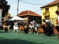 Cei mai frumoşi căţei au defilat în Parcul Bălcescu (FOTO/VIDEO)