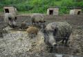 "Zimbri" de Bihor: prima crescătorie de bizoni din România