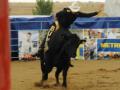 Furtuna n-a oprit Rodeo-Show-ul din Felix. Cowboy-ii au făcut spectacol (FOTO)