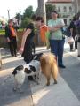 Orădenii au protestat împotriva eutanasierii câinilor