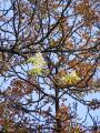 Fenomen cel puţin neobişnuit în Oradea: castani în floare la final de vară (FOTO)