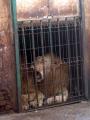 13 lei de la Grădina Zoologică din Oradea sunt transportaţi în Marea Britanie