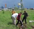 Au plantat 50 de arbori pentru aer mai curat în Nufărul (FOTO)