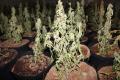 Fabrică de cannabis descoperită lângă Salonta (FOTO/VIDEO)
