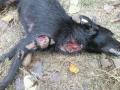 Scandalul maidanezilor ucişi: Procurorii, în anchetă la Adăpostul "Grivei", pentru cruzime împotriva animalelor!