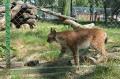 Zoo în creştere: Ce animale noi are Grădina Zoologică şi care sunt "vedetele" (FOTO)
