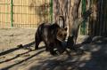 Zoo "pe furate": Modificările repetate aduse proiectului Grădinii Zoologice au întârziat cu două luni termenul de predare (FOTO)