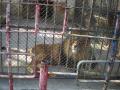 O nouă Zoo: Grădina Zoologică se reclădeşte din temelii
