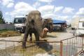 Elefanţii au colindat oraşul, escortaţi de poliţişti