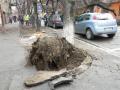 Strada Roman Ciorogariu, închisă: Un copac scos din rădăcini de furtună a găurit capota unei maşini (FOTO)