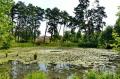 Lac "înviat": Nuferii au înflorit iar pe Ochiul Mare (FOTO)