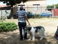 Cei mai frumoşi căţei au defilat în Parcul Bălcescu (FOTO/VIDEO)