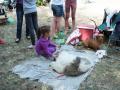 Cei mai frumoşi căţei au defilat în Parcul Bălcescu (FOTO/VIDEO)