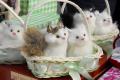 Mărţişoarele, de la banalul hornar la pisici din plastic care miaună (FOTO)