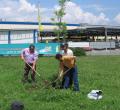 Au plantat 50 de arbori pentru aer mai curat în Nufărul (FOTO)
