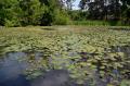 Lac "înviat": Nuferii au înflorit iar pe Ochiul Mare (FOTO)