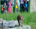 Grădina Zoologică, luată cu asalt de copii şi părinţi (FOTO)