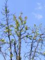 Fenomen cel puţin neobişnuit în Oradea: castani în floare la final de vară