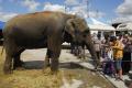 Elefanţii au colindat oraşul, escortaţi de poliţişti (FOTO / VIDEO)