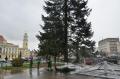 Brazi pentru Oradea: Centrul oraşului va găzdui doi brazi uriaşi, donaţi de orădeni (FOTO / VIDEO)