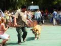 Cei mai frumoşi căţei au defilat în Parcul Bălcescu (FOTO/VIDEO)