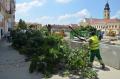 Adio pentru totdeauna! Primăria a doborât stejarii din Piaţa Unirii, comisarii de mediu pregătesc amenda (FOTO)
