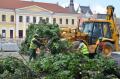 Adio pentru totdeauna! Primăria a doborât stejarii din Piaţa Unirii, comisarii de mediu pregătesc amenda (FOTO)