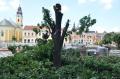 Primăria a doborât stejarii din Piaţa Unirii, comisarii de mediu pregătesc amenda