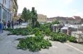 Primăria a doborât stejarii din Piaţa Unirii, comisarii de mediu pregătesc amenda