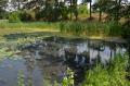 Lac "înviat": Nuferii au înflorit iar pe Ochiul Mare (FOTO)