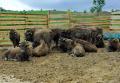 'Zimbri' de Bihor: prima crescătorie de bizoni din România (FOTO)