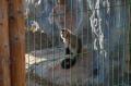 Zoo "pe furate": Modificările repetate aduse proiectului Grădinii Zoologice au întârziat cu două luni termenul de predare (FOTO)