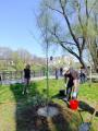Rădăcini pentru Oradea: În această primăvară, Primăria plantează aproape 800 de copaci în oraş (FOTO)