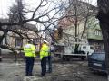 Strada Roman Ciorogariu închisă: Un copac scos din rădăcini de furtună a găurit capota unei maşini