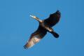 Cormorani pe Crişul Repede (FOTO)