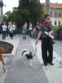 Orădenii au protestat împotriva eutanasierii câinilor comunitari (FOTO)