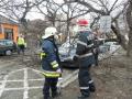 Strada Roman Ciorogariu închisă: Un copac scos din rădăcini de furtună a găurit capota unei maşini