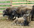 "Zimbri" de Bihor: prima crescătorie de bizoni din România