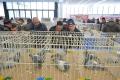 Expoziţia Naţională Columbofilă: Sute de porumbei voiajori, inclusiv campionii României, expuşi la Oradea (FOTO/VIDEO)