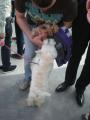 Orădenii au protestat împotriva eutanasierii câinilor comunitari (FOTO)